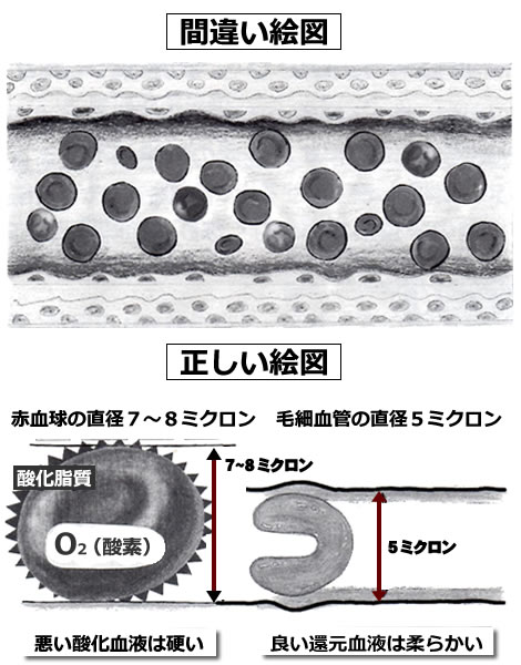 毛細血管説明の図
